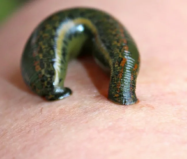 Health Benefits of Attai Viduthal