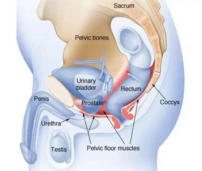 Causes of Premature Ejaculation