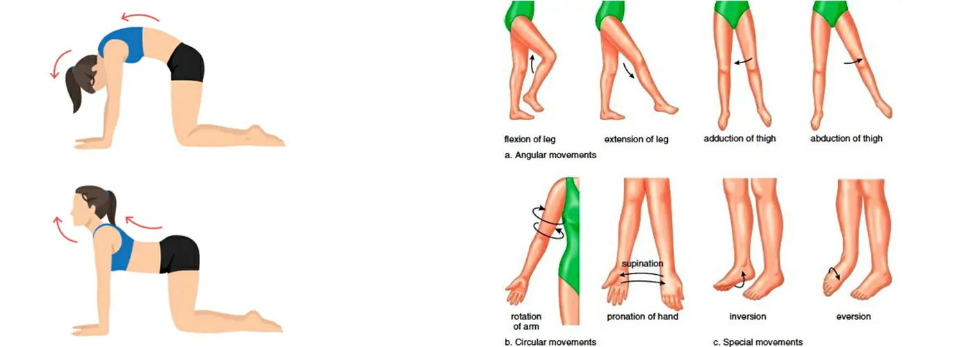 Stretches, Strengthening Exercises & Range of Motion Movements for Pain Relief & Mobility