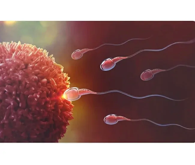 What is Male Infertility?