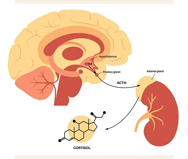  Homeopathic Treatment