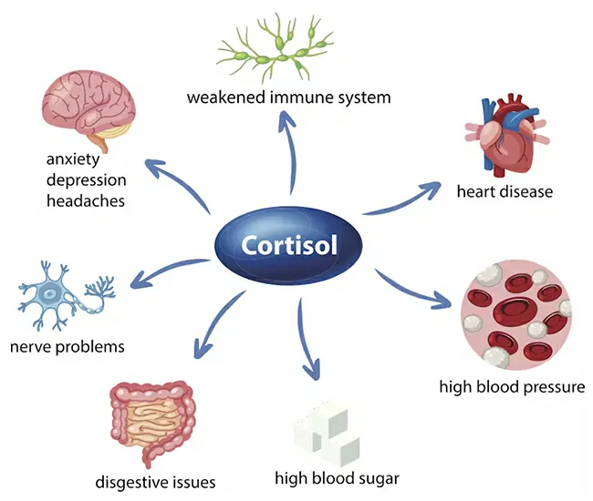 Stress Hormones (Fight-or-Flight Response)