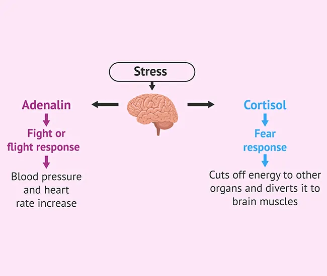 Happy Hormones (Calm & Joyful State)
